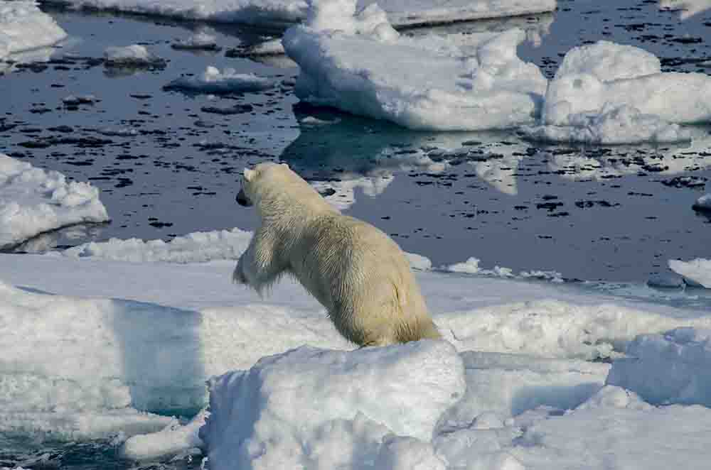 Oso Polar - islas Svalbard - Noruega 09.jpg